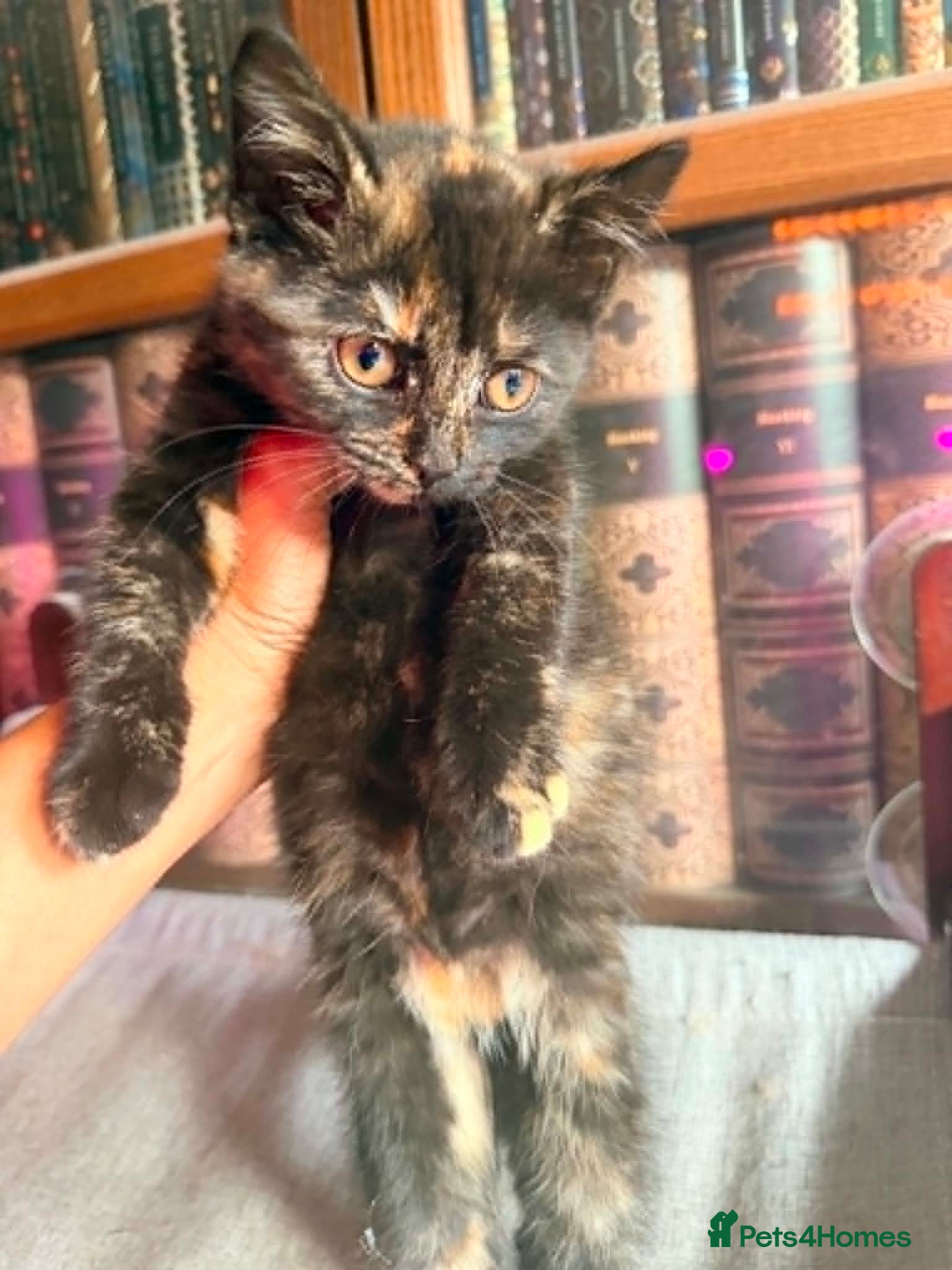 British Shorthair cats Stunning British Shorthair Kittens Ready Now! - Advert 2