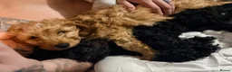 Cavapoo dogs for sale: Teddy - 6 month old Cavapoo  in Stoke-on-Trent - Advert 4