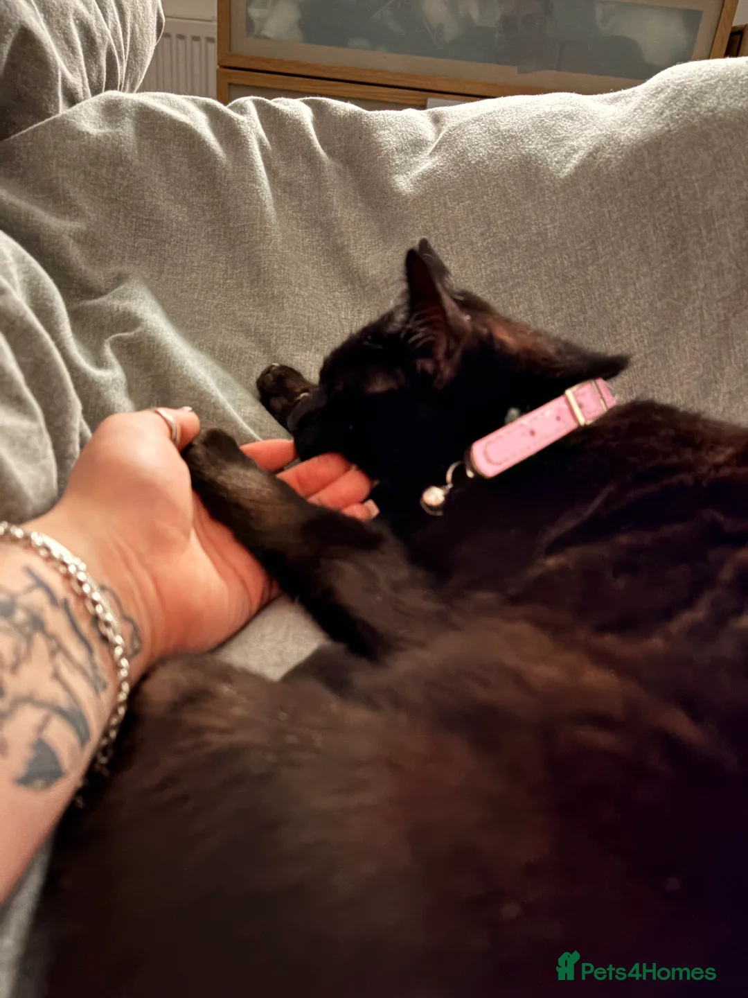 Bombay cats for sale: 5year old pheobe - Advert 4