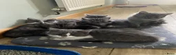 Mixed Breed cats for sale: Long haired ghost grey kittens  - Advert 2