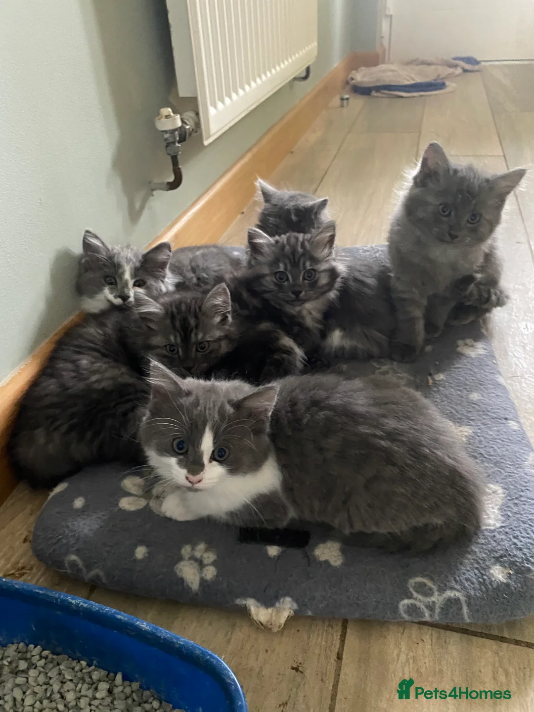 Mixed Breed cats for sale: Long haired ghost grey kittens  - Advert 2