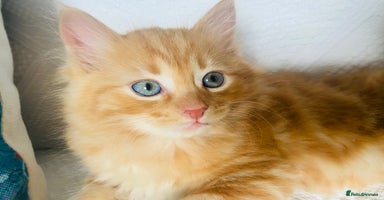 Ragcoon cats - Advert 1