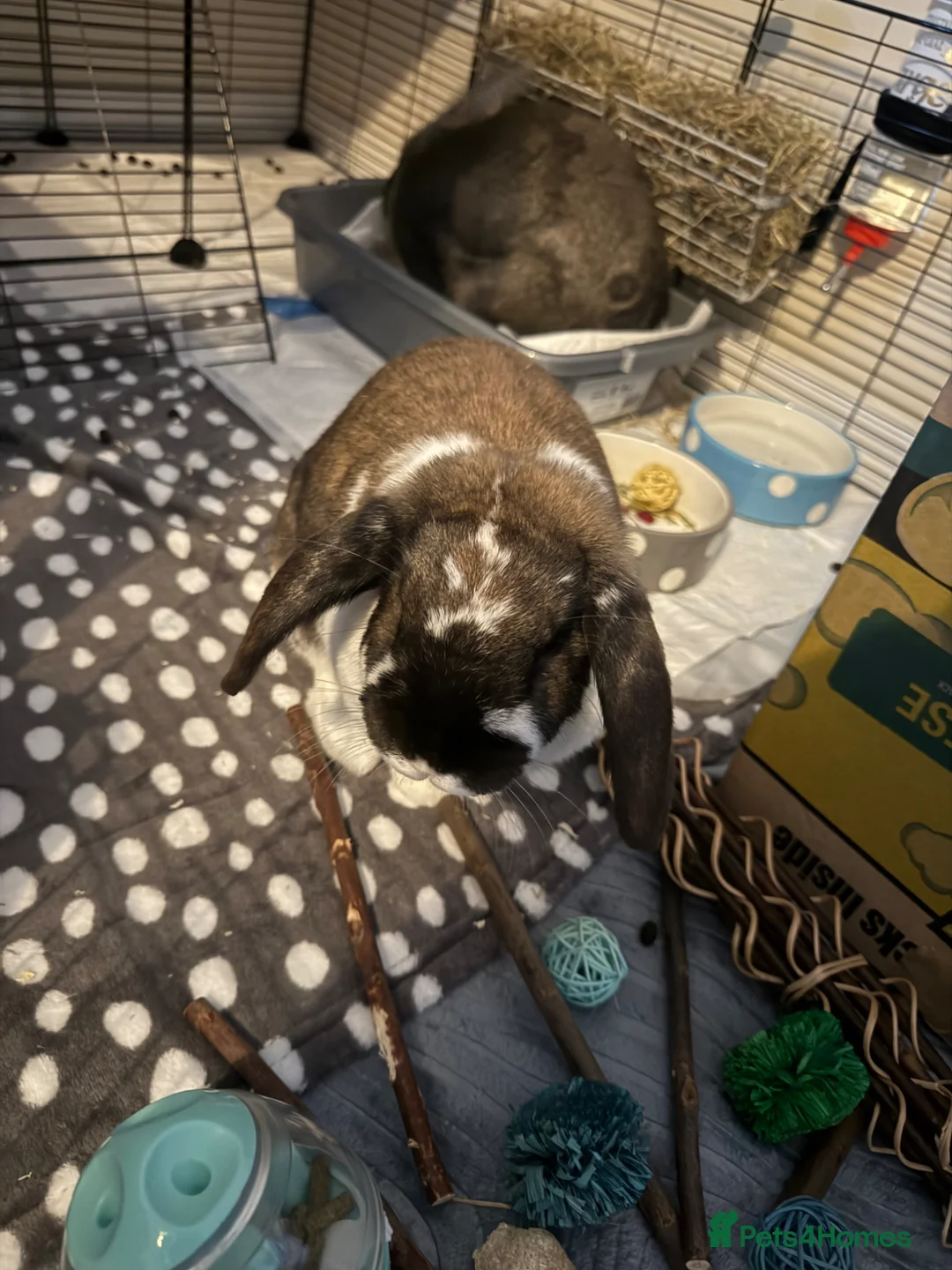 Mixed Breed rabbits for sale: 2 Female Rabbits For Sale  - Advert 4