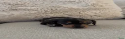 Miniature Dachshund dogs for sale: 5 beautiful miniature dachshund puppies for sale  - Advert 6