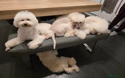 Miniature Poodle dogs for sale: Miniature poodle boy - Image 5