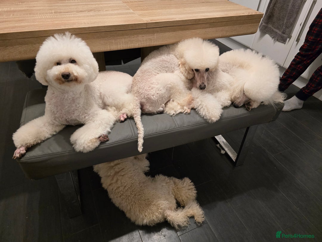 Miniature Poodle dogs for sale: Miniature poodle boy - Image 5