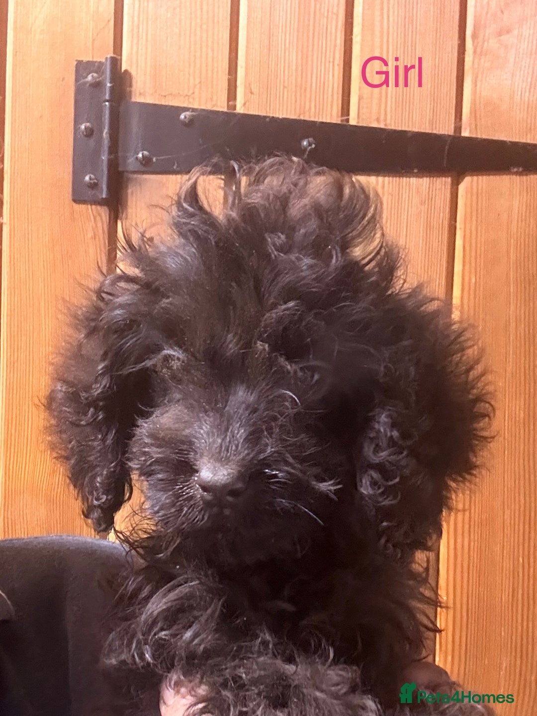 Cockapoo dogs for sale: Quality Chocolate Cockapoos Pups - Image 3