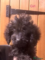 Cockapoo dogs - Advert 5