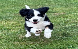 Mixed Breed dogs for sale: Collie x Lurcher Springer - Image 11