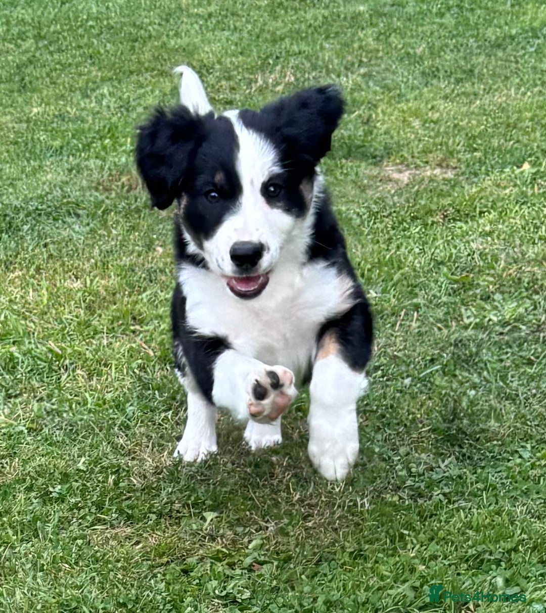 Mixed Breed dogs for sale: Collie x Lurcher Springer - Image 11