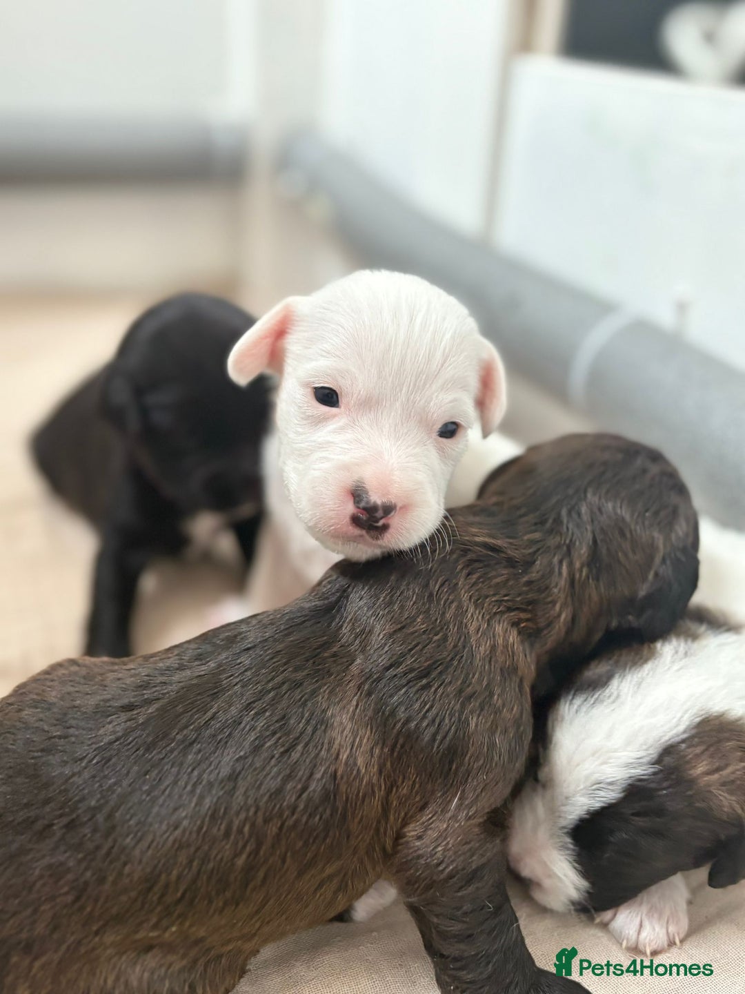 Mixed Breed dogs for sale: Jack Russel x Cockapoo Puppies - Image 31