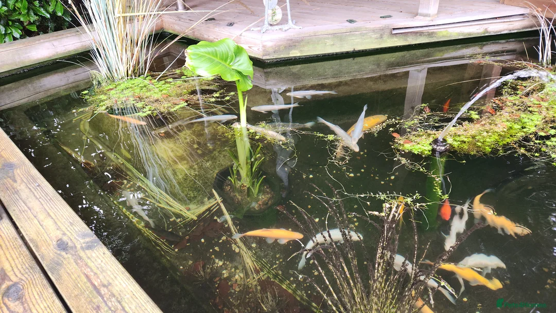 Koi Carp fish for sale: Pond Clearance  - Advert 1