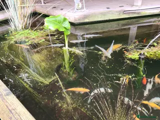 Koi Carp fish Pond Clarence - Advert 5