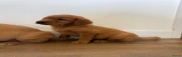 Goldador dogs for sale: Fantastic red goldador puppies  - Advert 23
