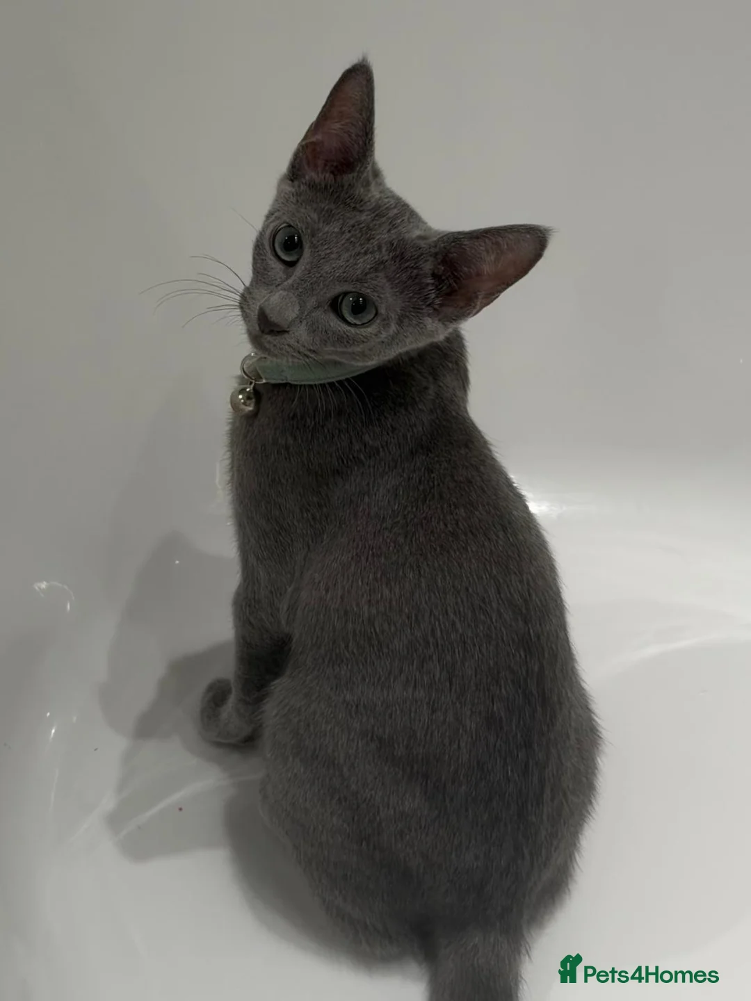 Russian Blue cats for sale: 2 Beautiful Russian Blue Kittens, 5 months old in London - Advert 21