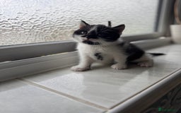 Mixed Breed cats for sale: 🐾 Half British Shorthair Kittens Available! 🐾 - Image 5
