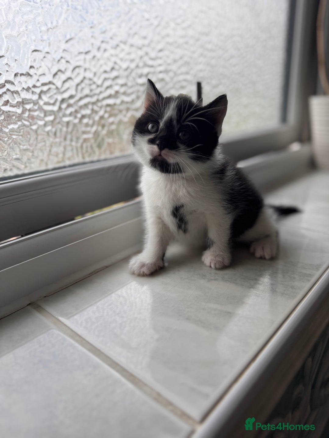 Mixed Breed cats for sale: 🐾 Half British Shorthair Kittens Available! 🐾 - Image 5