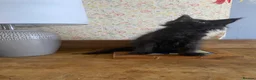 Maine Coon cats for sale: Full Russian lines Coon kittens Registered Parents - Advert 8