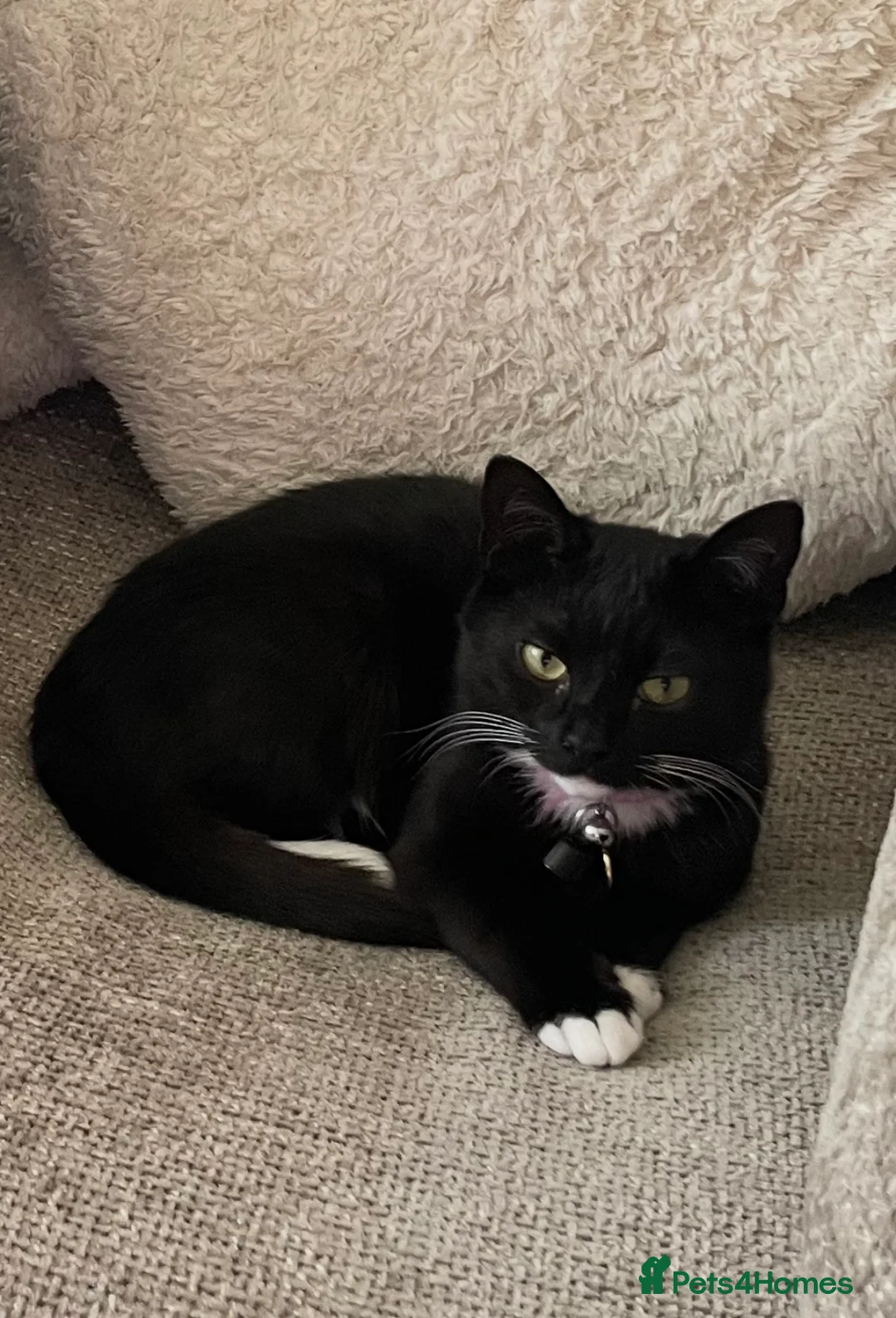 British Shorthair cats for sale: British Short Haired Female. - Advert 3