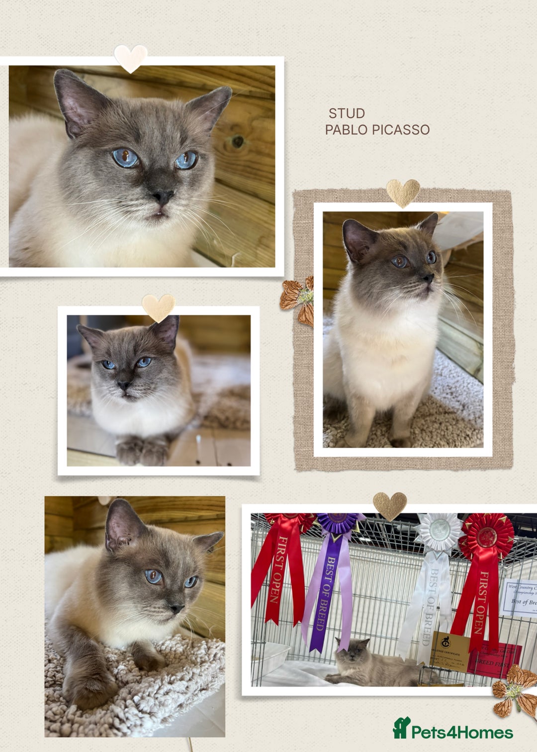 Ragdoll cats for sale: 🏆 gccf ragdoll grand champion kittens 🏆 - Image 5