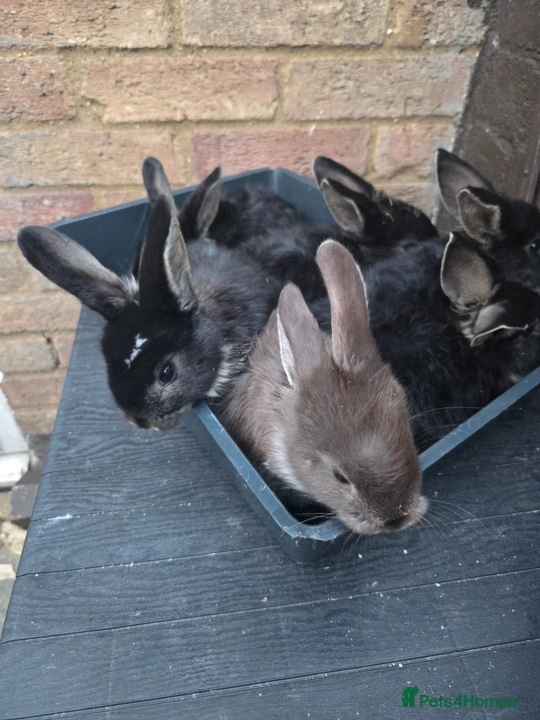 Mixed Breed rabbits for sale: Beautiful bundles - Advert 3