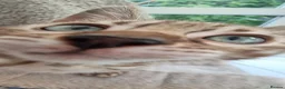 Bengal cats for sale: STUNNING LITTER OF TICA MINK BENGAL KITTENS.  - Advert 6