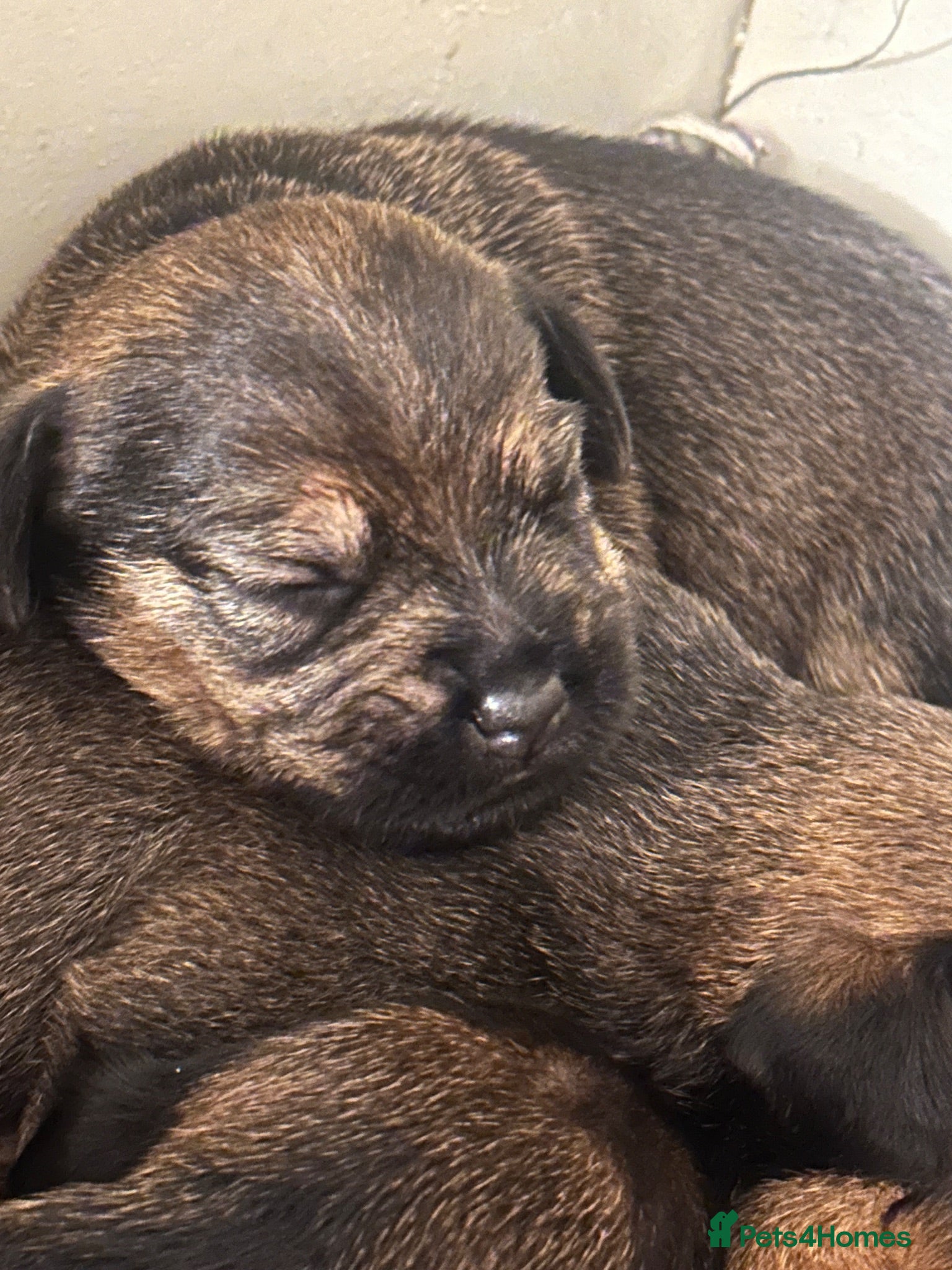 Mixed Breed dogs  BORDER TERRIER X BEDLINGTON TERRIER  - Advert 2