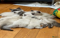 Ragdoll cats for sale: Beautiful Blue Point Ragdoll kittens - Image 29