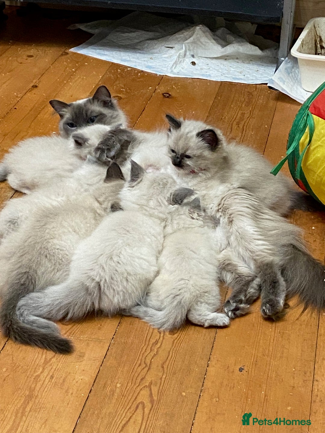 Ragdoll cats for sale: Beautiful Blue Point Ragdoll kittens - Image 29