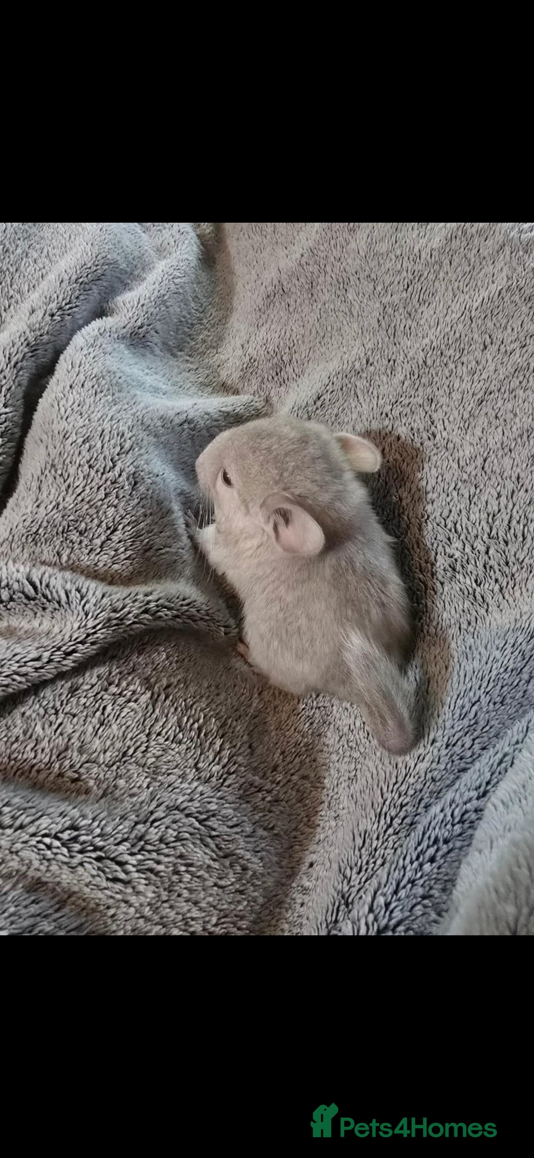 Chinchilla rodents for sale: 2 female chinchillas 9 weeks old  - Image 3