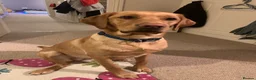 Labrador Retriever dogs for sale: Exceptional litter of Labrador puppies  - Advert 24