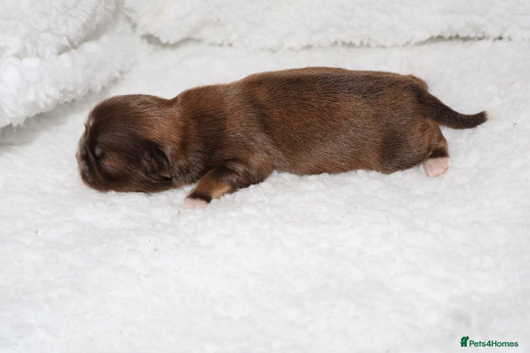 Shih Tzu dogs for sale: ✨ULTIMATE DNA Imperial’s now available✨ - Advert 6