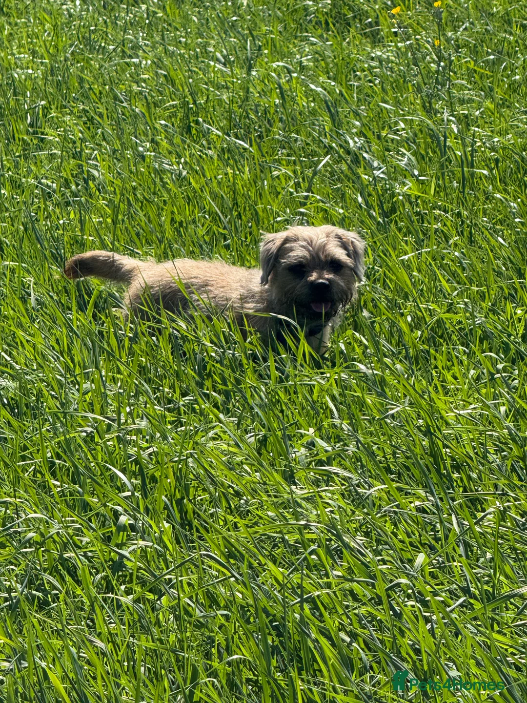 Border Terrier dogs for stud: 3yr old border fantastic temperament  in Bolton - Advert 2