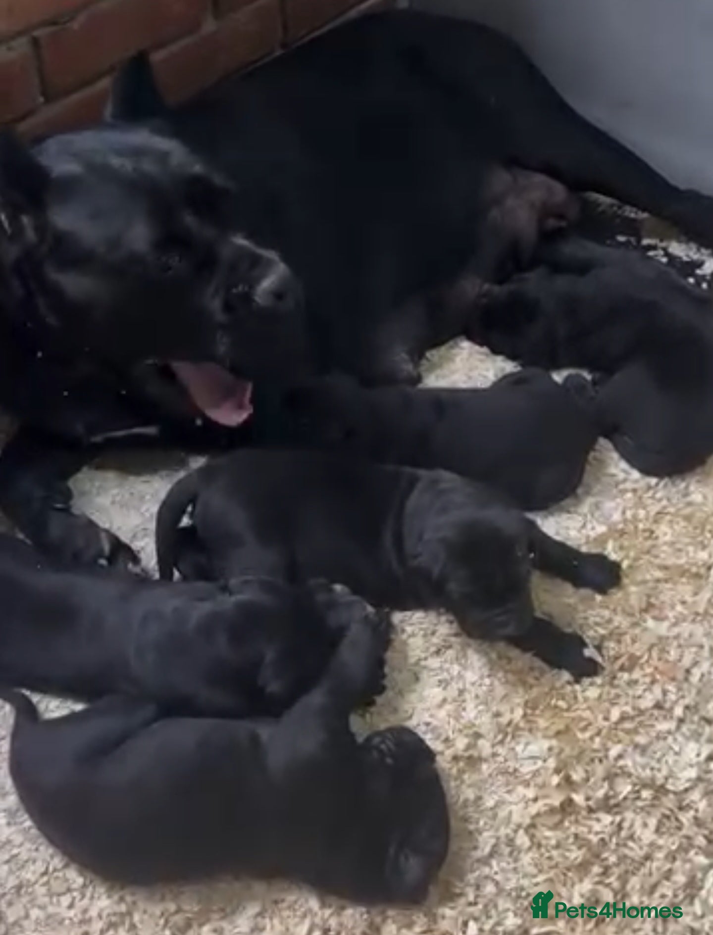 Cane Corso dogs Protective Cane Corsos!!! - Advert 5