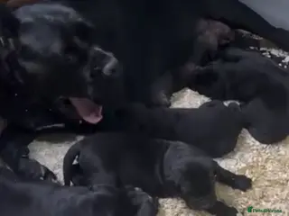 Cane Corso dogs Protective Cane Corsos!!! - Advert 1
