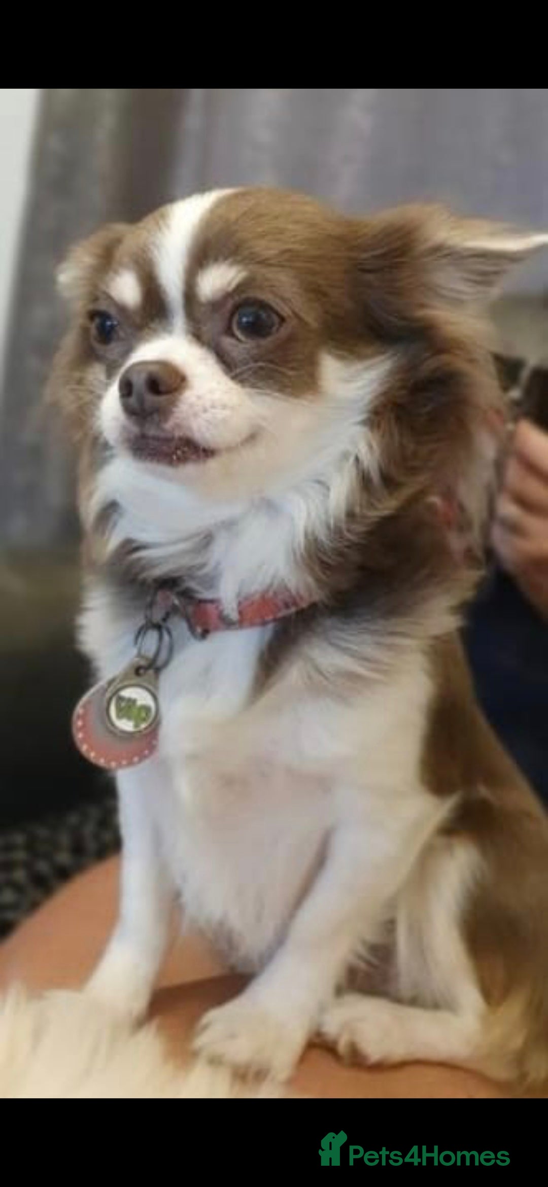 Chihuahua dogs for sale: Chihuahua Boys - Advert 4