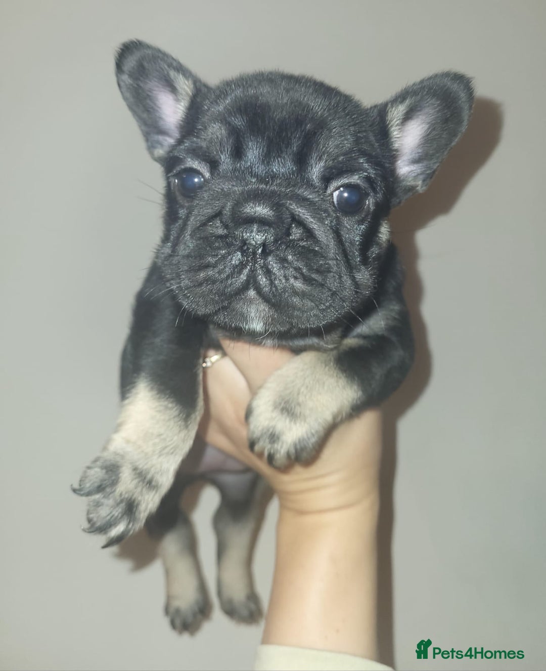 French Bulldog dogs for sale: stunning pups ready to leave  - Image 4