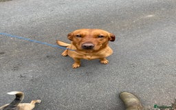 Labrador Retriever dogs for stud: Stunning Proven Fox Red Labrador For Stud in Stoke-on-Trent - Image 2