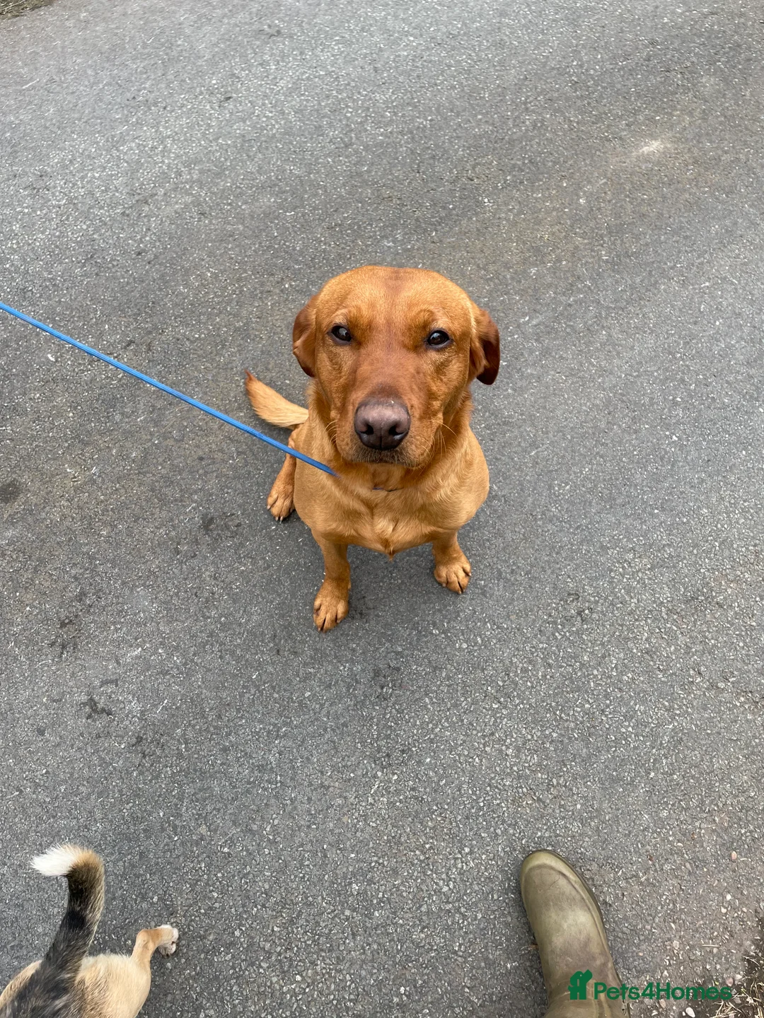 Labrador Retriever dogs for stud: Stunning Proven Fox Red Labrador For Stud in Stoke-on-Trent - Advert 2