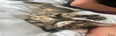 Bengal 1