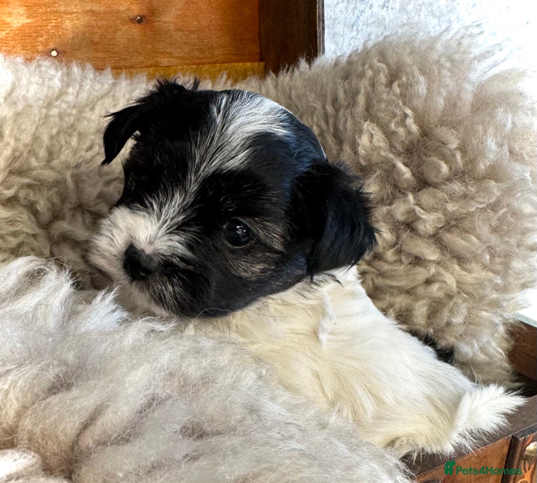 Maltese dogs for sale: Maltese x terrier - Advert 17