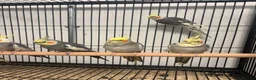 Cockatiels birds for sale: Stunning Various Young Cockatiels - Advert 3