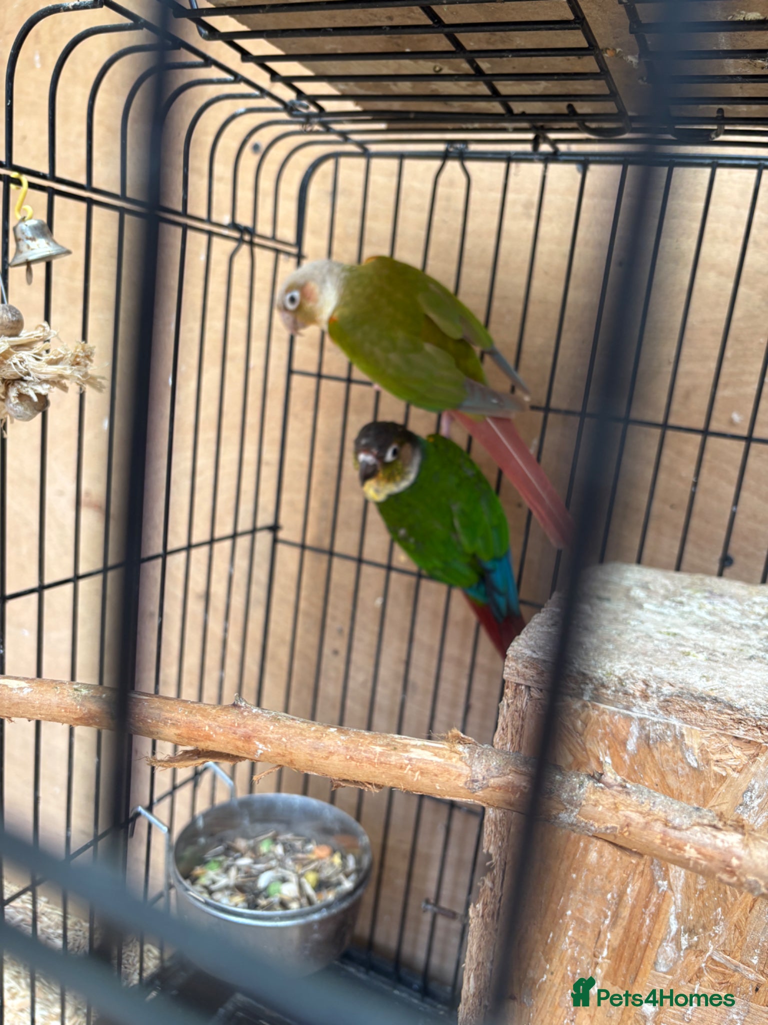 Cockatiels birds Breeding Pair Conures - Advert 13