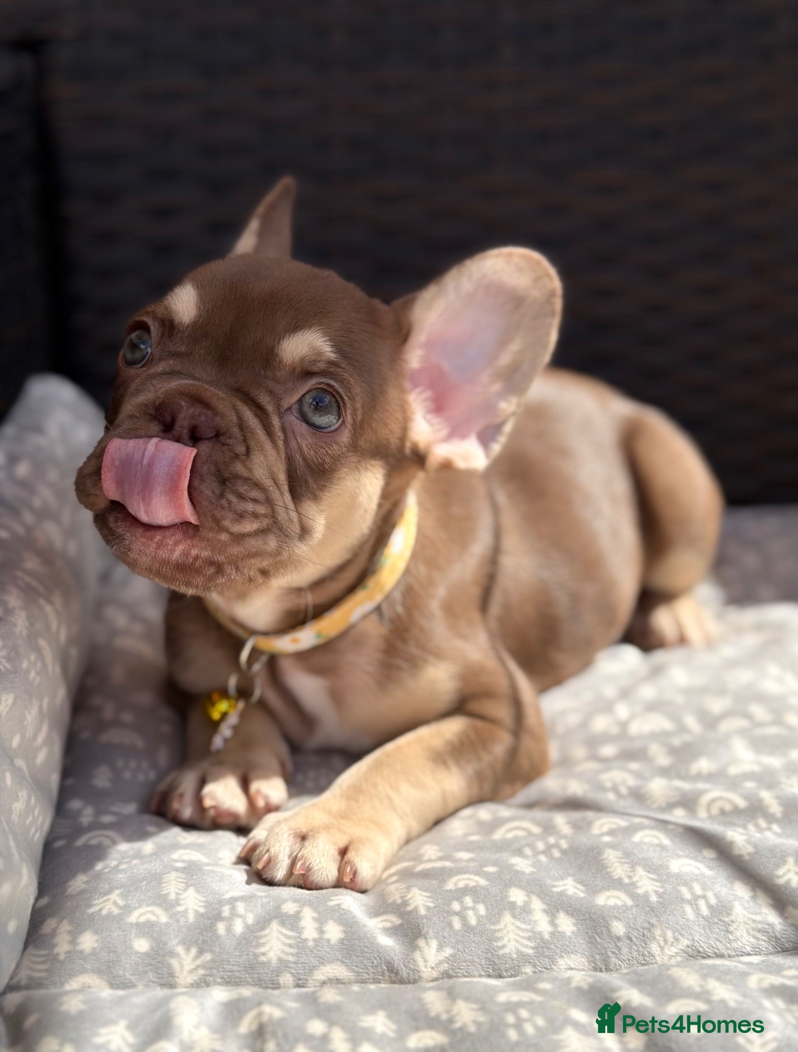 French Bulldog dogs KC French bulldog puppies highly healthed parents - Advert 1