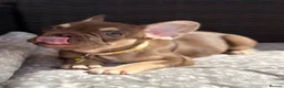French Bulldog dogs for sale: KC French bulldog puppies highly healthed parents - Advert 2