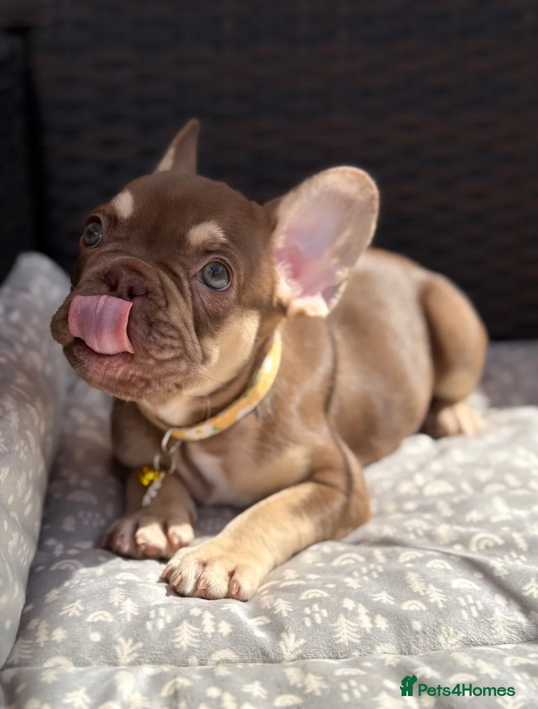 French Bulldog dogs for sale: KC French bulldog puppies highly healthed parents - Advert 2