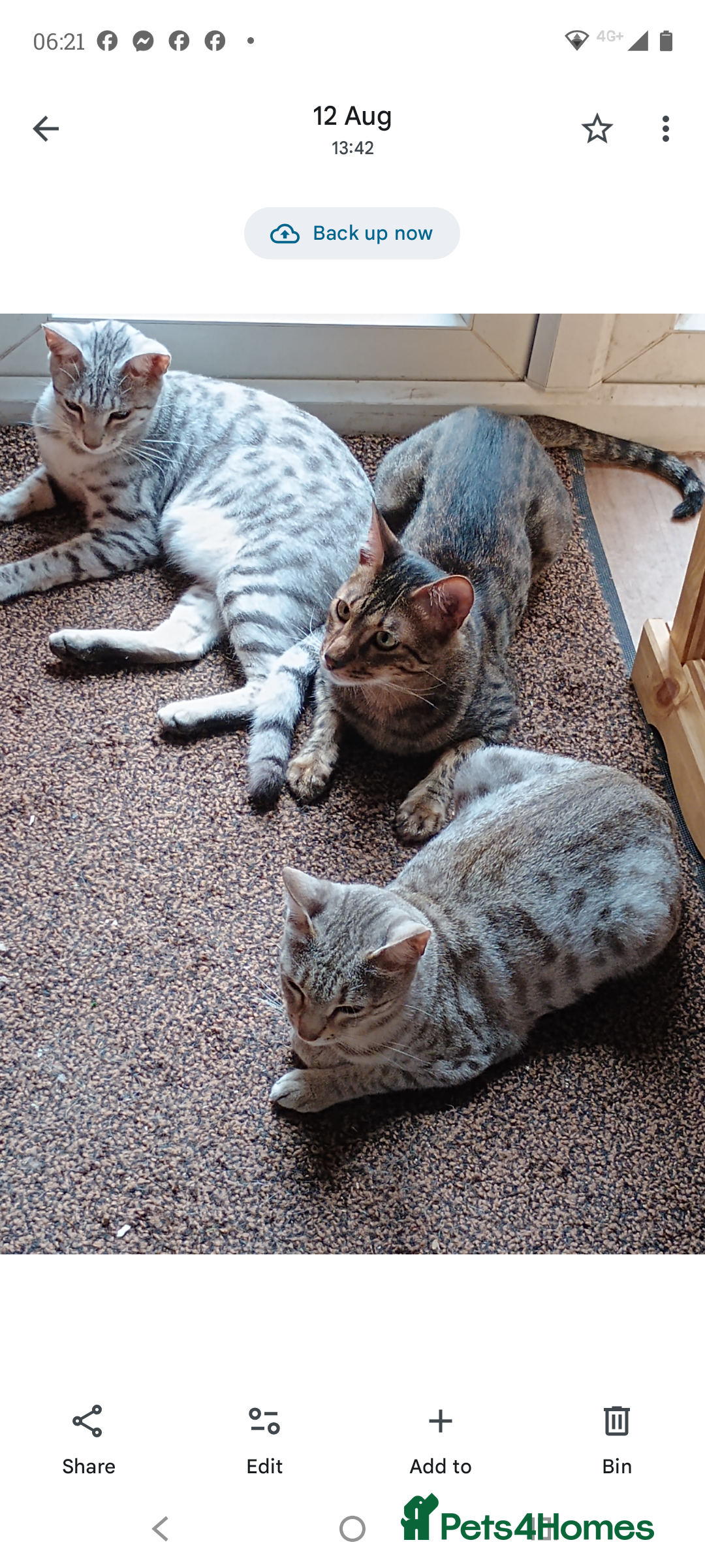Savannah cats for sale: Gorgeous girl F4 Savannah  - Image 6