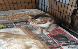 Mixed Breed cats for adoption: Help give Rosy her forever home - Image 4