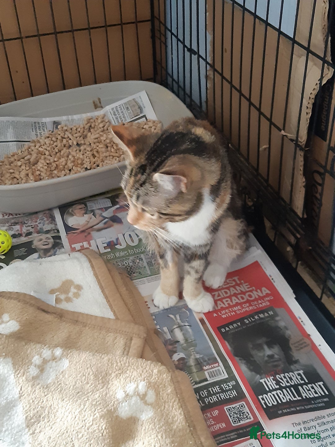 Mixed Breed cats for adoption: Help give Rosy her forever home - Image 4