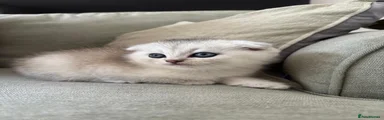 Scottish Fold girl